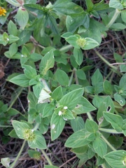 Richardia brasiliensis