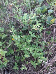 Richardia brasiliensis