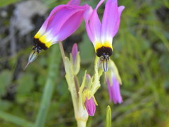 Primula clevelandii gracilis