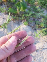 Urochloa