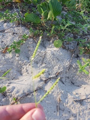 Urochloa