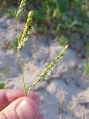 Urochloa
