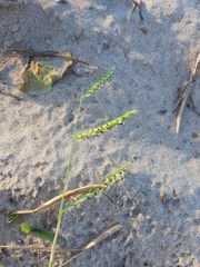 Urochloa