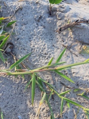 Urochloa
