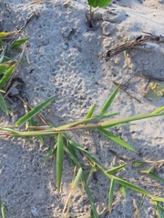 Urochloa