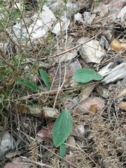 Ranunculus bupleuroides