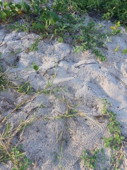Urochloa