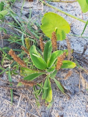 Plantago catharinea