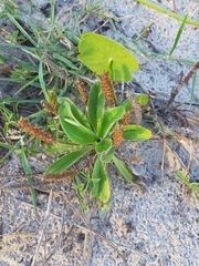 Plantago catharinea