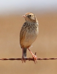 Cisticola textrix