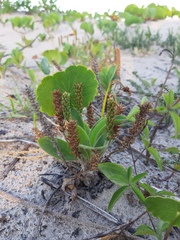 Plantago catharinea