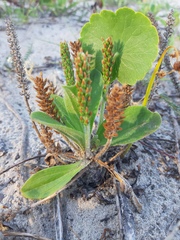 Plantago catharinea