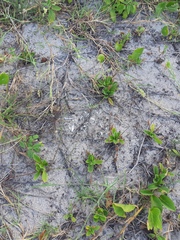 Plantago catharinea