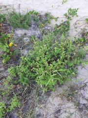 Praxelis clematidea