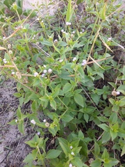 Praxelis clematidea