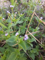 Praxelis clematidea