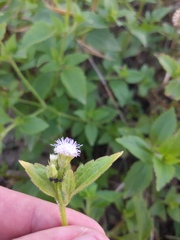 Praxelis clematidea