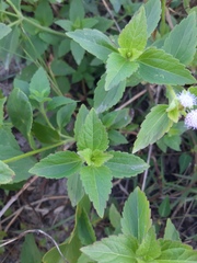 Praxelis clematidea