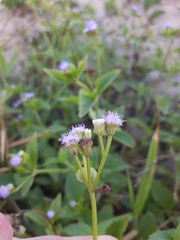 Praxelis clematidea