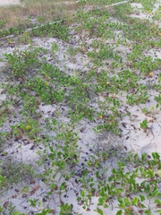 Ipomoea pes-caprae