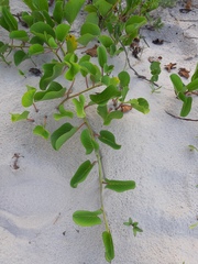 Ipomoea pes-caprae