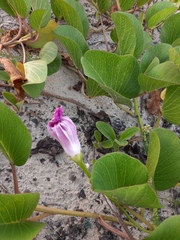 Ipomoea pes-caprae