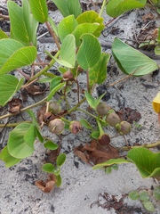 Ipomoea pes-caprae