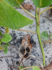 Ipomoea pes-caprae