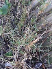 Stenotaphrum secundatum