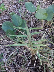 Stenotaphrum secundatum