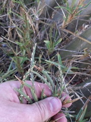 Stenotaphrum secundatum