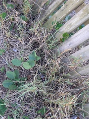 Stenotaphrum secundatum
