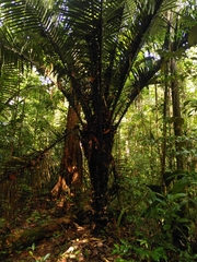 Astrocaryum sciophilum