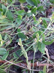 Zornia latifolia