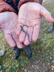 Batrachoseps gregarius