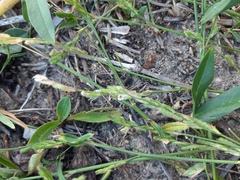 Zornia latifolia