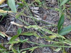 Zornia latifolia