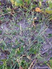 Zornia latifolia