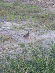 Zenaida auriculata