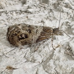 Tebenna gnaphaliella