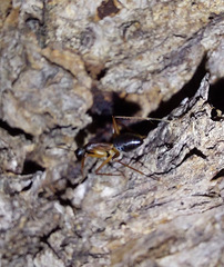 Camponotus consobrinus