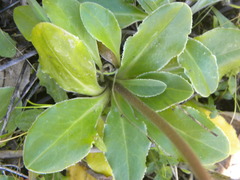 Primula clevelandii gracilis