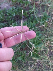 Cynodon dactylon
