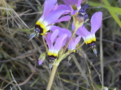 Primula clevelandii gracilis