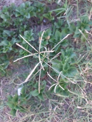 Cynodon dactylon