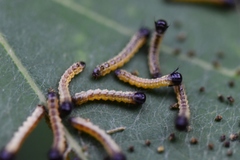 Anisota virginiensis