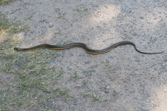 Helicops infrataeniatus