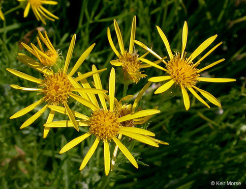 Clark's ragwort (Senecio clarkianus)