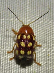 Cryptocephalus guttulatus