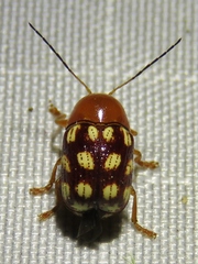 Cryptocephalus guttulatus